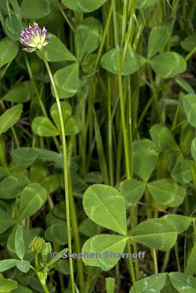 trifolium ciliolatum 2 graphic